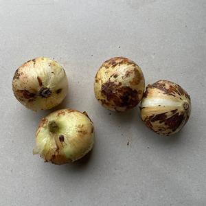 25년 국내산 햇 양파 3kg(특/요리용)