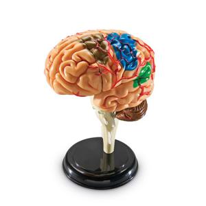 (러닝리소스)LER3335 해부 모델 모형 뇌/과학/뇌모형/인체모형