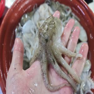 자연산 활쭈꾸미1kg(10미내외) 주꾸미 국내산