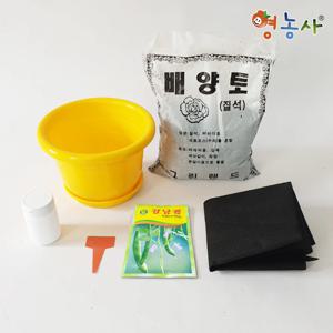강낭콩키우기 7종 식물키우기 재배키트