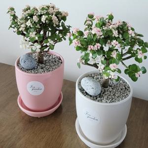 수형이 예쁜 다육식물 은행목 사랑목 아악무