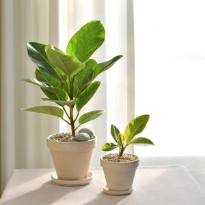 뱅갈고무나무 실내공기정화식물