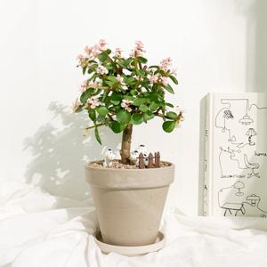 사랑목(은행목) 아악무 _토분4colors