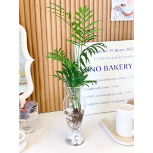 테이블야자 수경재배식물+유리화병 세트