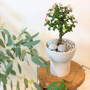 벚꽃같은 사랑목 아악무 은행목 다육나무 수제 화이트토분