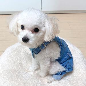 강아지옷 청바지 멜빵바지 사계절 올인원 티셔츠