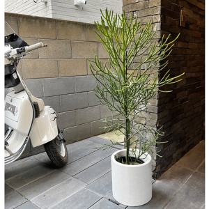 대형 알로아오디 화이트 원통테라조에 담긴 멋스러운 선인장 - 서울/경기 지역직배송 ONLY