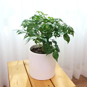 해피트리 행복수 소형 실내 공기정화 개업 축하 인테리어 집들이 선물 (세라믹화분+받침포함)