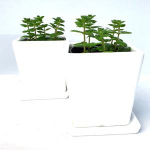 애플민트 세라믹도자기화분 2개1세트   모기퇴치식물