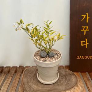 무늬배풍등 여러해살이 식물 강인한 생명력