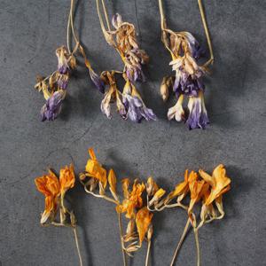 드라이플라워 프리지아 5송이 소량판매-2colors