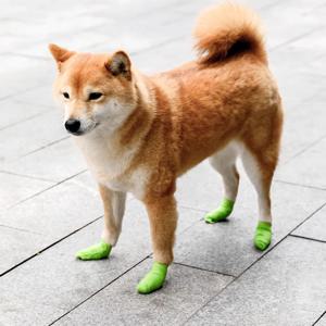 강아지 붕대 신발 애견 양말 일회용 붕대신발 단색 12P 5cm
