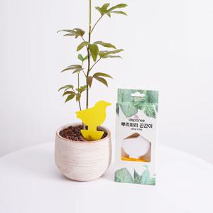 뿌리파리 초파리 파리 끈끈이 트랩 10매