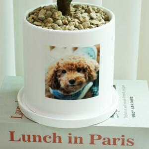 은행목 주문제작 