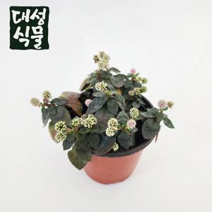 갯모밀 갯메밀 개모밀 적지리 노지월동 덩굴 지피식물 다년초 야생화 소품