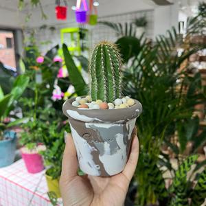 [5% 쿠폰!] 대봉룡 선인장(화분포함 완제품) - 핸드메이드 토분 S/M 2size