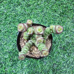 루페스트리 다육식물 선인장 화분 키우기