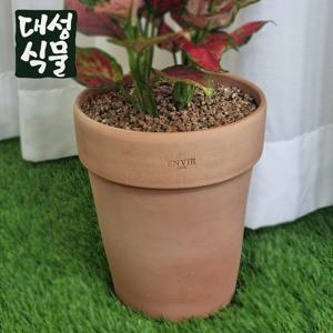 알토 토분 앙비까사 베트남 엔비까사 빈 화분