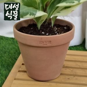 스탠다드 토분 앙비까사 베트남 엔비까사 빈 화분