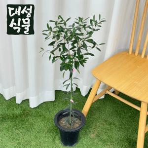 올리브 나무 중형 거실 인테리어 외목대 플랜테리어 공기정화식물 실내화분