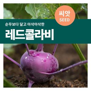 레드콜라비 씨앗 뿌래 채소 텃밭 가꾸기