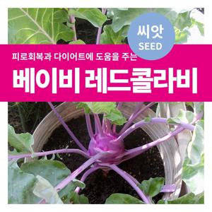 베이비 레드콜라비 씨앗 텃밭만들기 샐러드채소 키우기