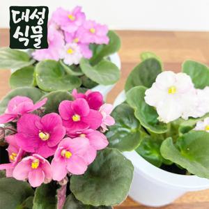 아프리칸 바이올렛 꽃피는 공기정화식물 플랜테리어