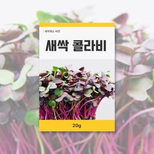 새싹 콜라비 씨앗 20g 새싹채소 씨앗 새싹 키우기