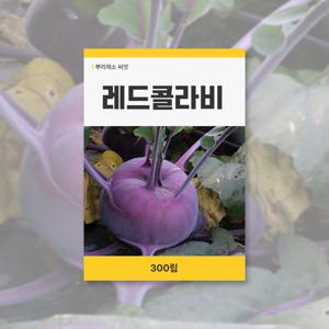 레드콜라비 씨앗 300립 뿌리채소 씨앗 새싹 키우기