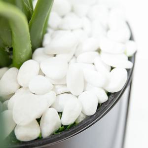 흰자갈 해미석 3kg, 조화나무 장식용 재료 화분재료