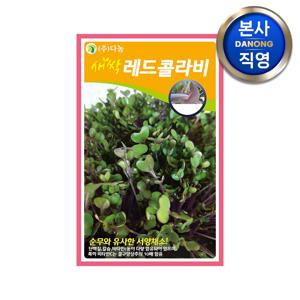 새싹 레드 콜라비 씨앗 1kg . 무소독 채소 수경 재배 씨 종자