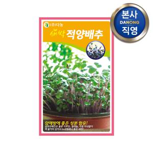 새싹 적양배추 씨앗 1kg . 무소독 채소 재배 씨 종자