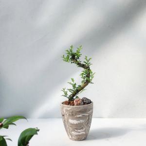 산초나무 묘목 식물 인테리어 실내화분