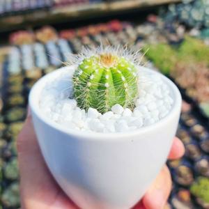수박선인장 동글동글 미니선인장 하얀색 화분세트