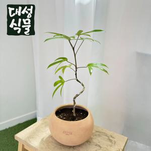 S형 황칠나무 소형 체리토분 식재세트 집들이 개업화분 인테리어식물 실내화분 거실