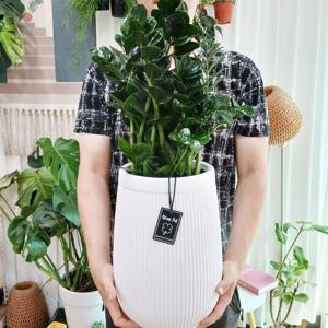 럭키 금전수 대형 70cm~  생일 개업화분 개업축하 이사 집들이 결혼 승진 수도권직접배송