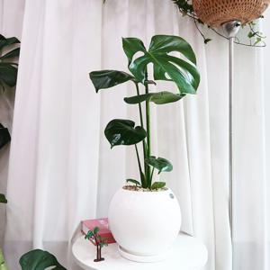 몬스테라 50cm~ 둥근 도자기화분 + 리본메세지 서비스  개업 승진 취업 화분