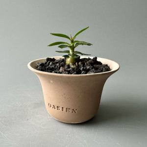 파키포디움 서큘렌텀 with 오아지앙 수제토분 - 배가 빵빵하게 자라는 아프리카 괴근식물