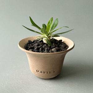 파키포디움 에버넘 유묘 with 오아지앙 수제토분 - 희귀 아프리카 괴근 식물