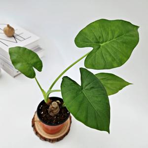 뿌리 알로카시아 오도라 희귀식물 인테리어 관엽 꽃 공기정화 먼지제거 식물 플랜테리어