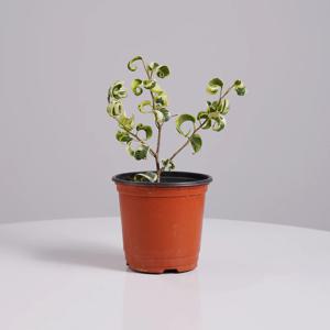 무늬바로크벤자민 키우기쉬운 인테리어식물 플랜테리어 모종