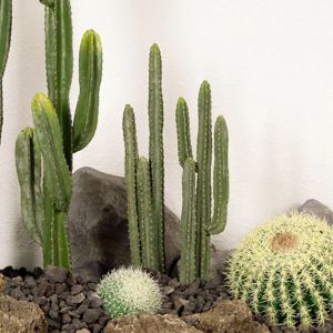 리얼퀄리티 핸드메이드 조화나무 얇은 기둥선인장 4sizes