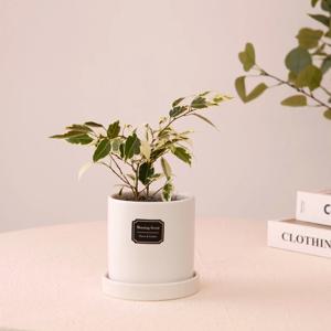 무늬벤자민_무광 원형 화분 실내공기정화식물 소형식물