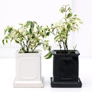 무늬(스트라이프) 벤자민_몰딩 사각 화분 실내공기정화식물 소형식물