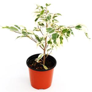 무늬벤자민_소형기본포트 실내공기정화식물