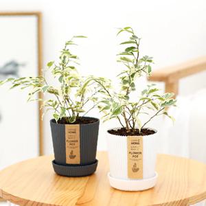 무늬벤자민_골지화분 실내공기정화식물 소형식물