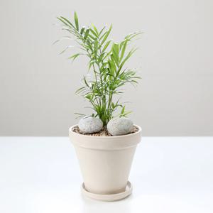 테이블야자 + 이태리/독일토분 세트