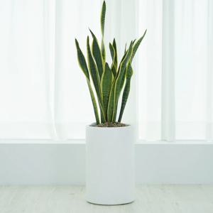 산세베리아 원형화분 2colors/2size 개업화분 키우기 쉬운 식물