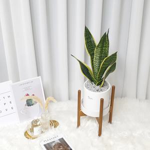 산세베리아 우드 스탠드 화분 set