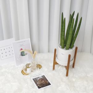 스투키 우드 스탠드 화분 set